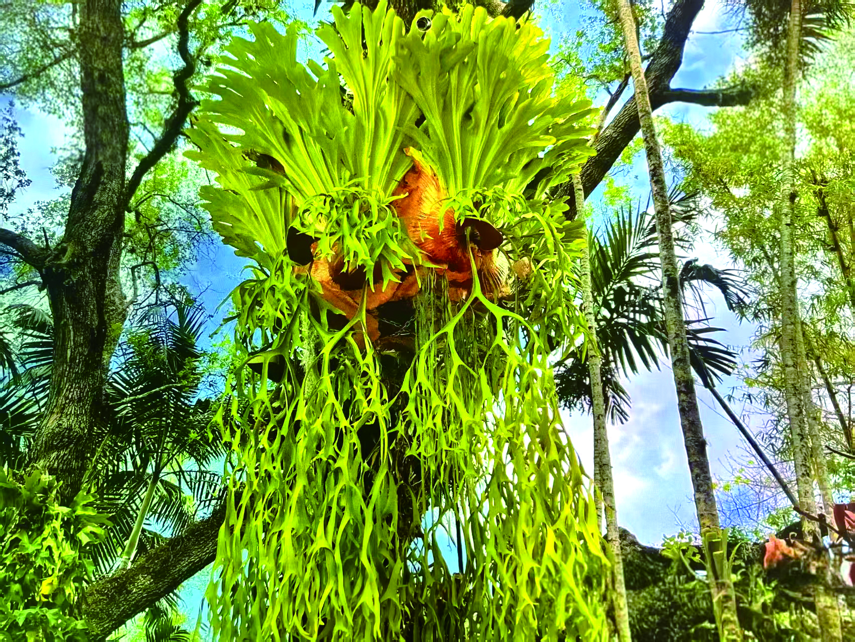 3 布洛克植物园中一株生长繁茂的鹿角蕨.jpg 3 布洛克植物园中一株生长繁茂的鹿角蕨.jpg