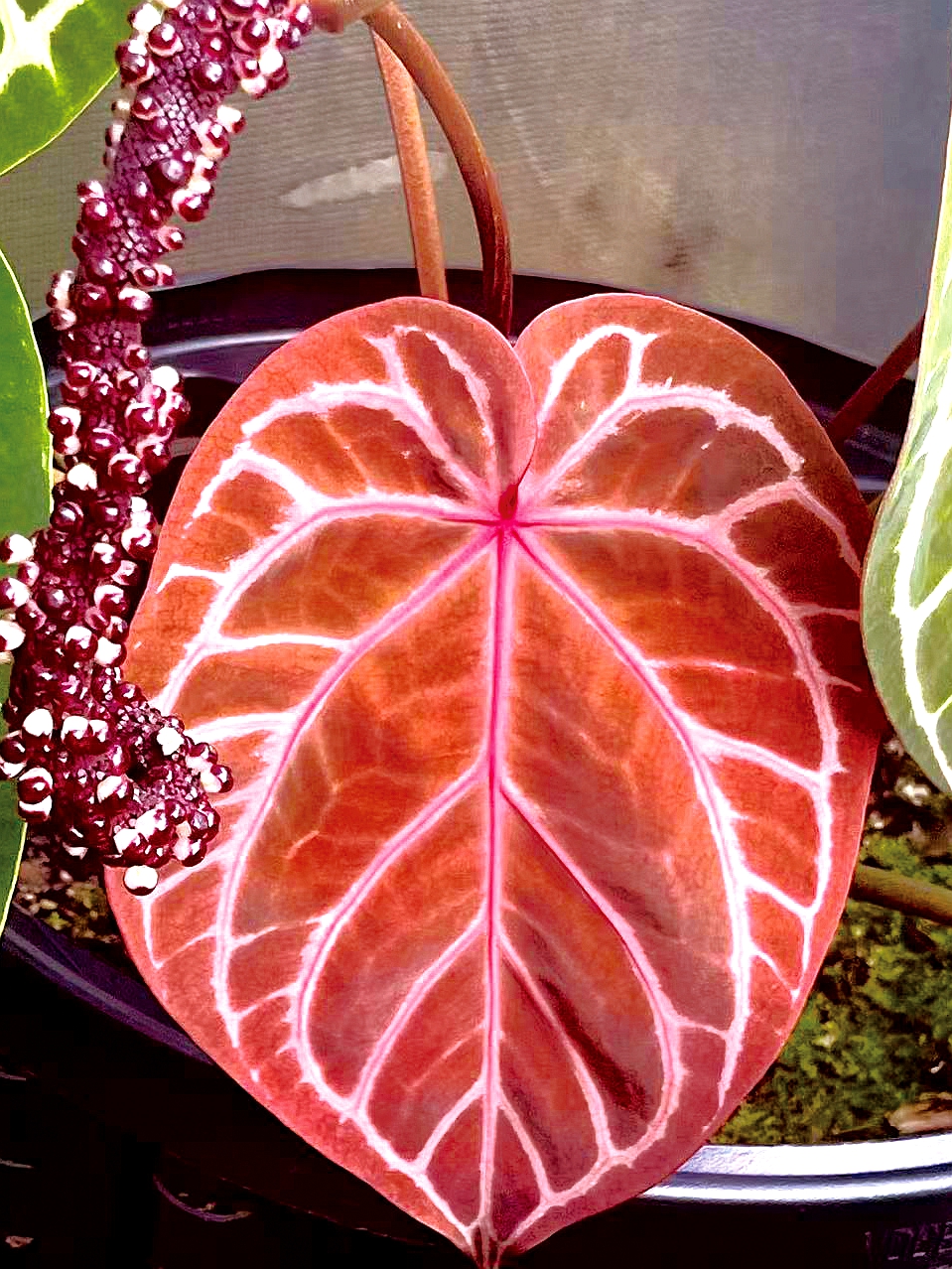 5‘红水晶’花烛.jpg 5‘红水晶’花烛.jpg
