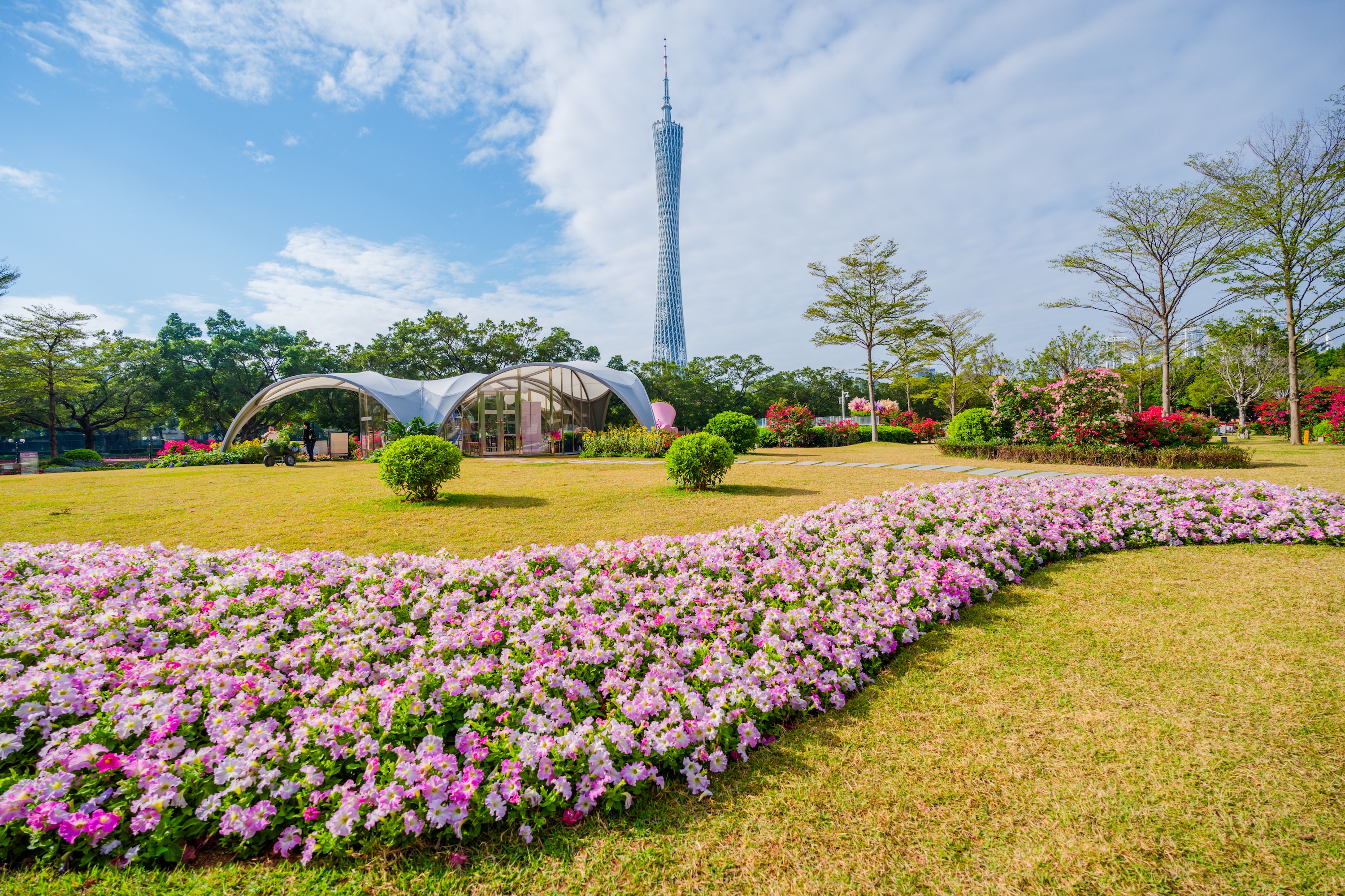 0“广州系列”矮牵牛景观应用_副本.jpg