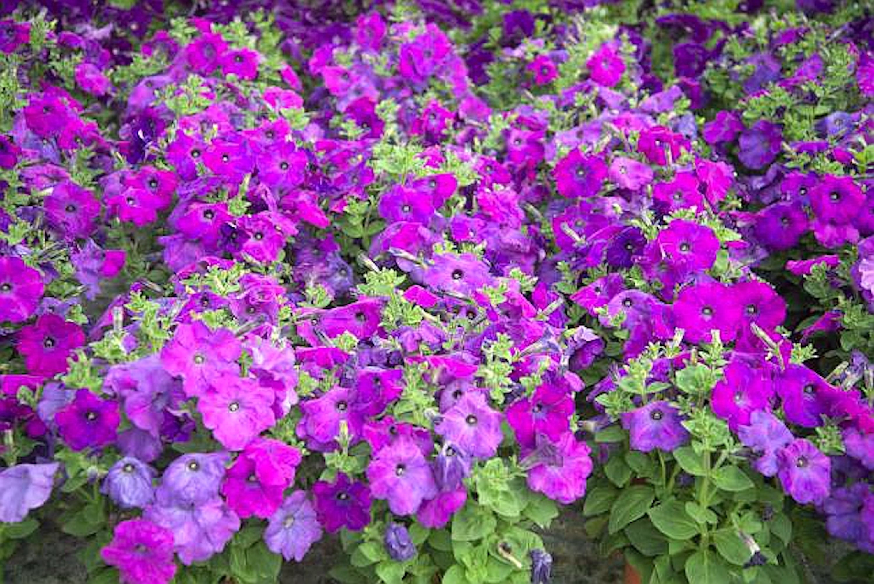 4 ‘花城紫’.jpg