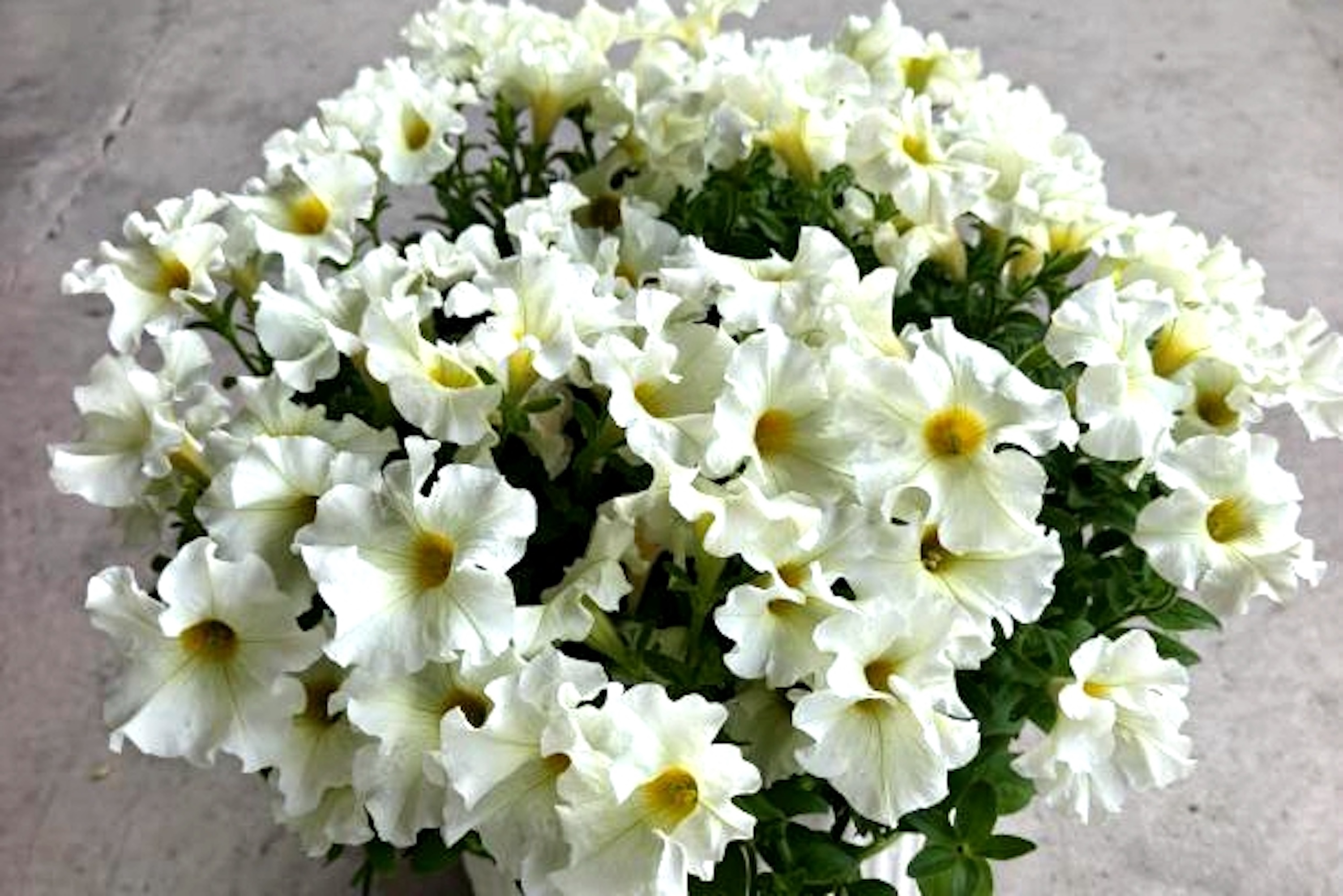5 ‘花城白’ (1)_副本.jpg