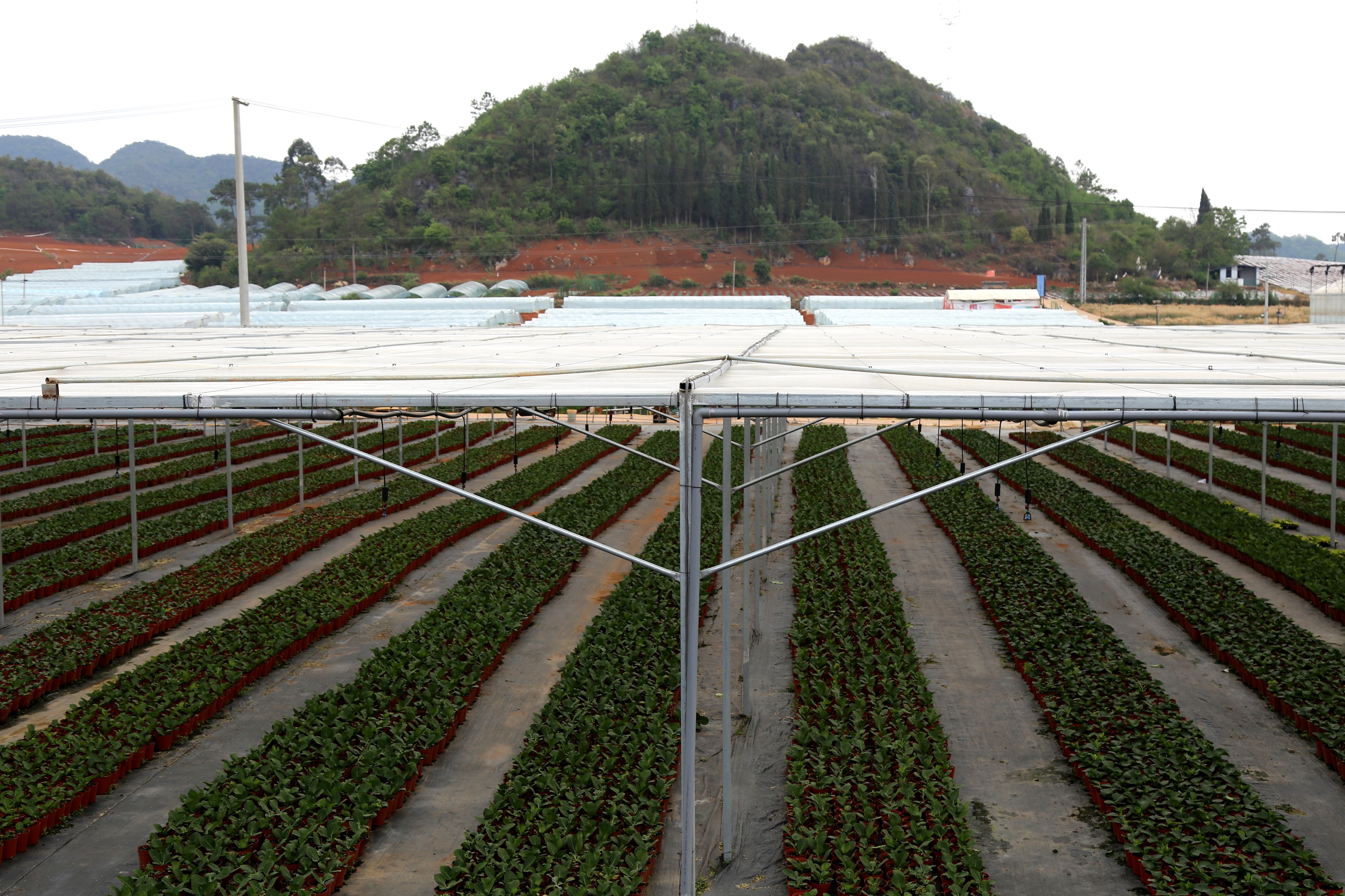 4c 平顶遮阴棚主体建筑结构-开间方向柱顶梁.JPG