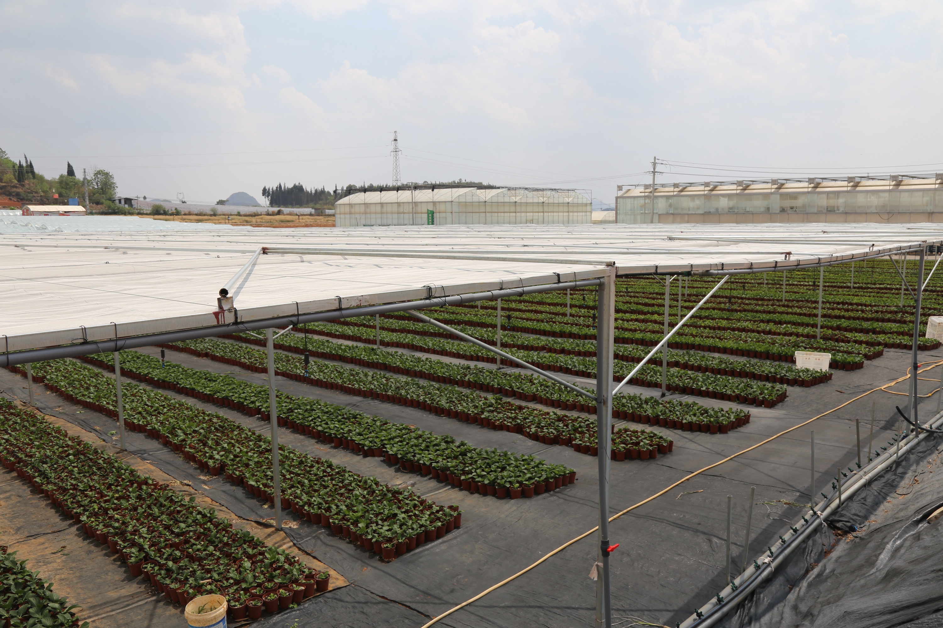 5b 屋面斜撑和纵向系杆-屋面斜撑.JPG
